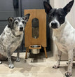 Gamelle en bois pour chien et chat – Distributeur de croquettes automatique au design Noyer grande capacité