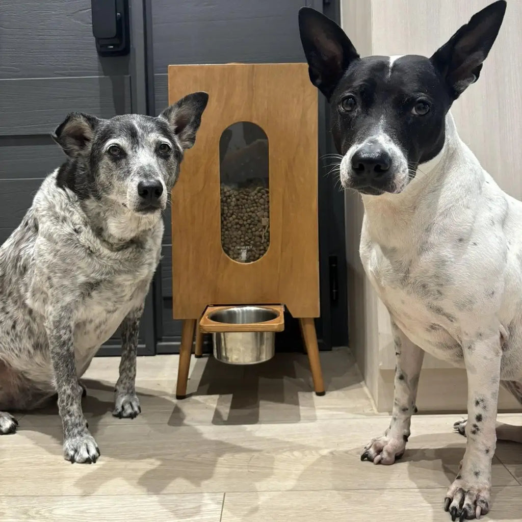 Gamelle en bois pour chien et chat – Distributeur de croquettes automatique au design Noyer grande capacité