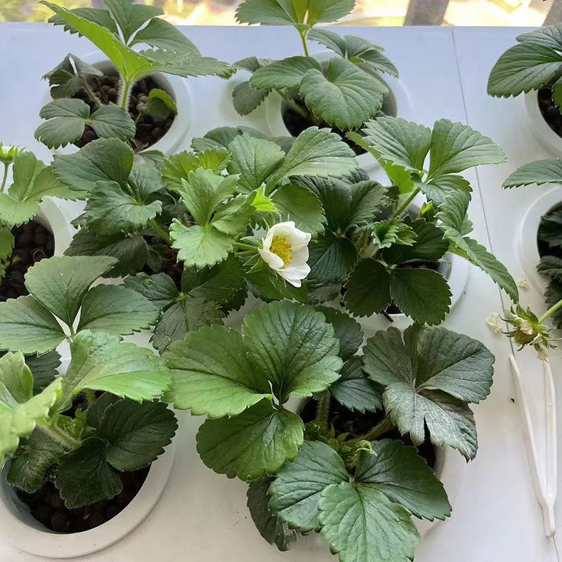 MDNG Hydroponischer Blumentopf – 3D-Hydroponik-Pflanzkasten für den Hausgarten