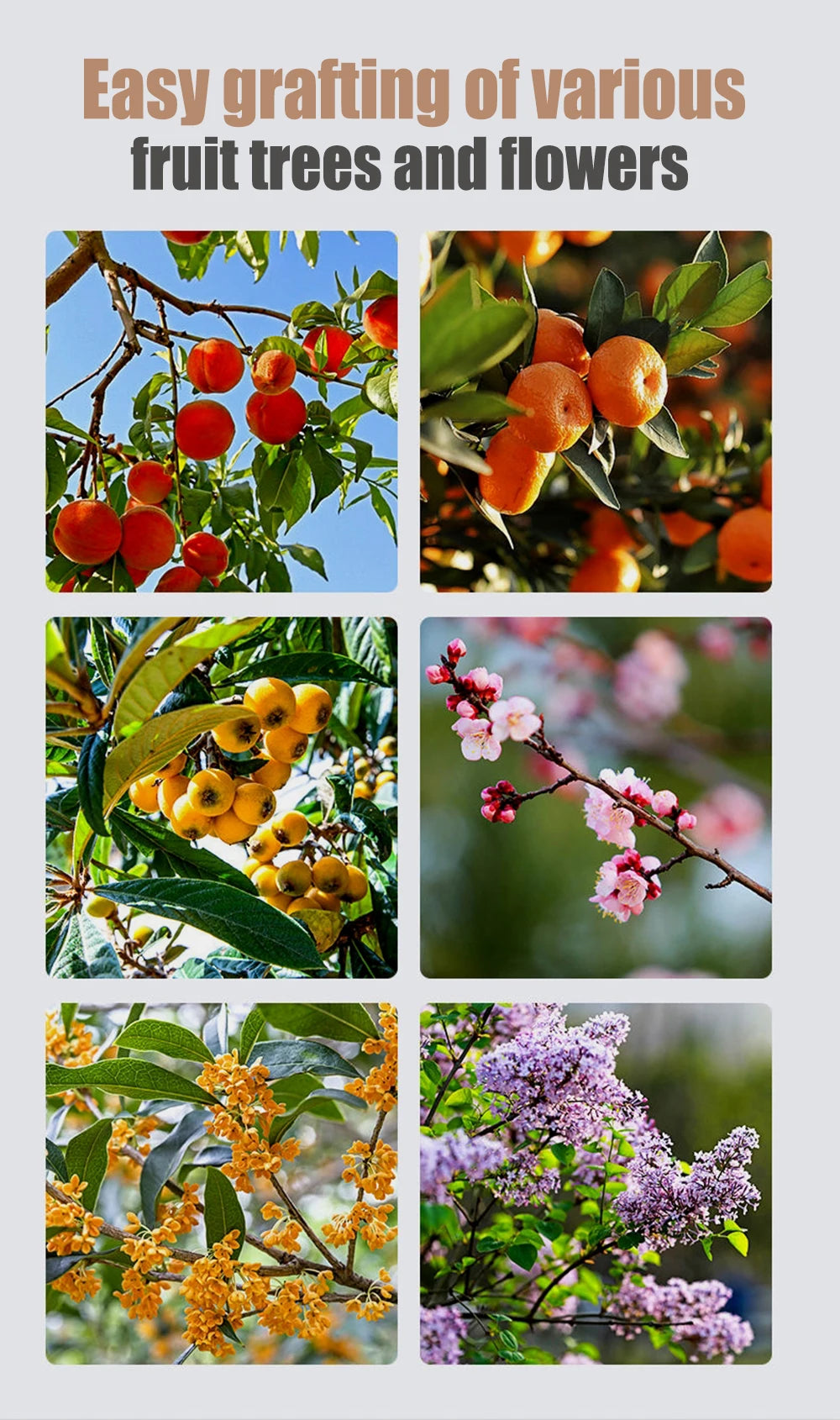 QDS V-Cut Entsnoeischaar – Professionele Grafting Shears (Snijdiepte 2,5 cm)